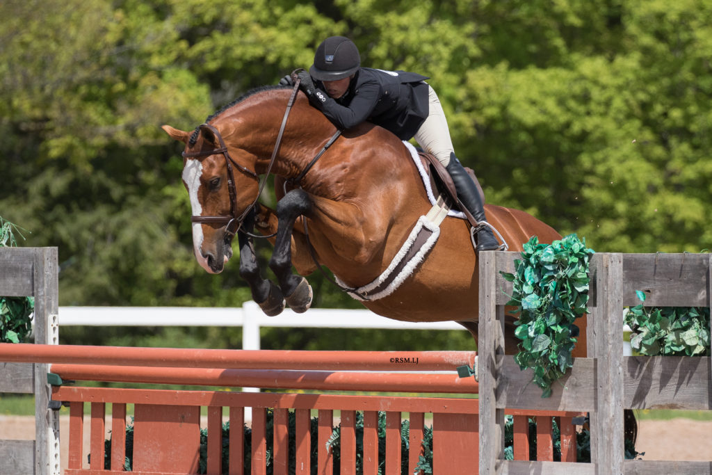 Stallion Listing M-Z | Canadian Sport Horse Association